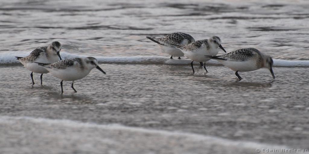 ENE-20080905-0039.jpg - [nl] Drieteenstrandlopers ( Calidris alba  ) | Sandbanks Provincial Park, Burgeo, Newfoundland, Canada[en] Sanderling ( Calidris alba  ) | Sandbanks Provincial Park, Burgeo, Newfoundland, Canada